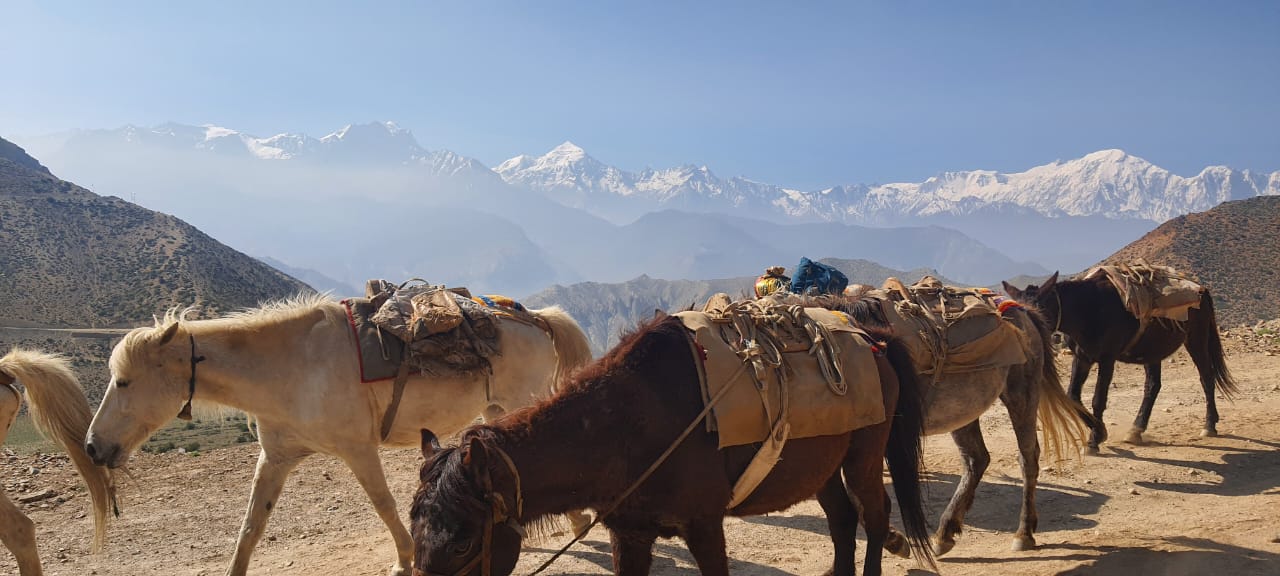 Pack horses on a trail with snow-capped Himalayan mountains in Upper Mustang